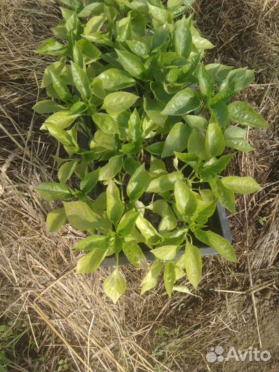 Рассада помидор и перцев