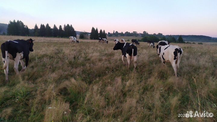 Животноводческая ферма продаю