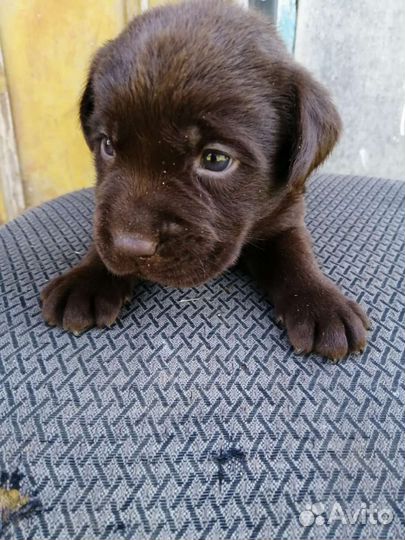 Щенки лабрадора