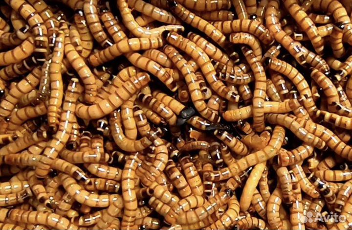 Зофобас личинки