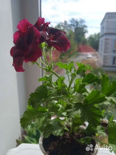 Герань пеларгония королевская
