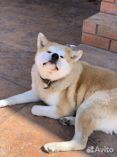 Акита ину вязка