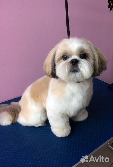 Стрижка собак и кошек