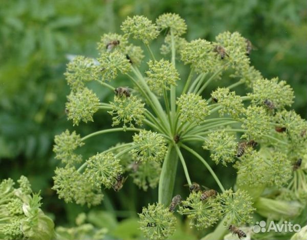 Мёд 24 года из Алтая оптом