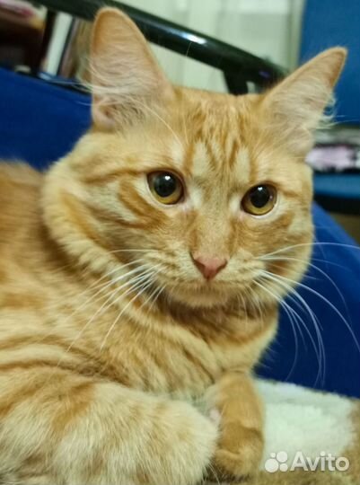 Отдам в хорошие руки