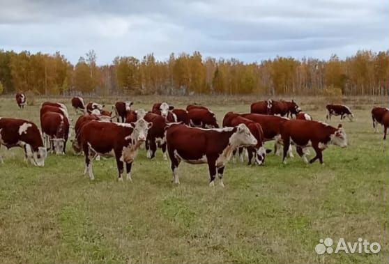Продам племенных нетелей и быков