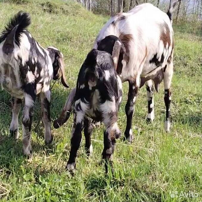 Англо нубийская дойная коза