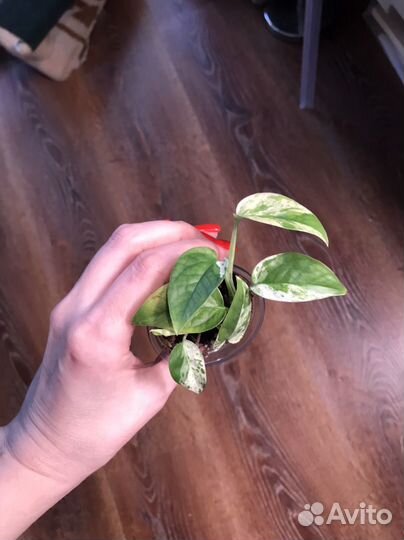 Экзотические комнатные растения