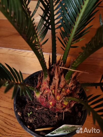 Цикас революта