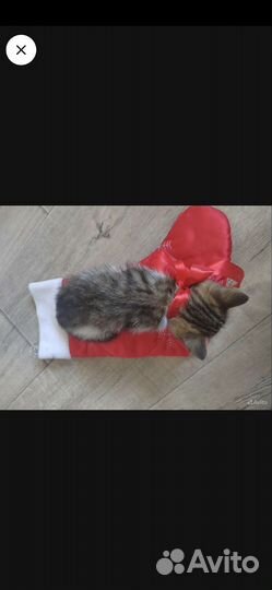 Кошка в дар