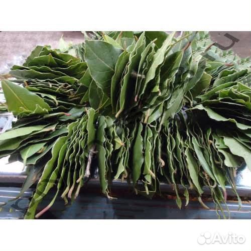 Лавровый лист свежий