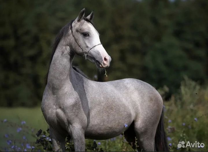 Уэльский Пони (Секция Б)