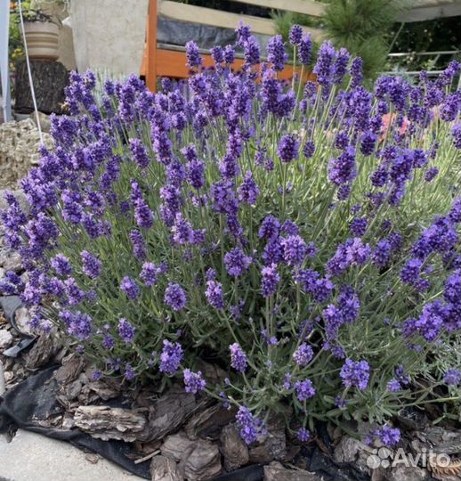 Лаванда зимостойкая Манстед 