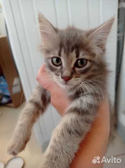 Котята в добры руки