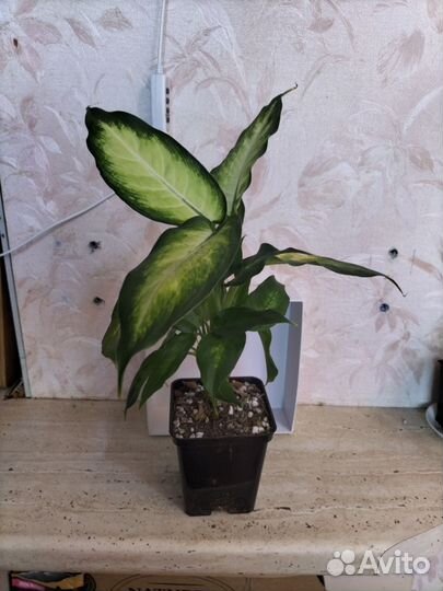 Комнатные цветы