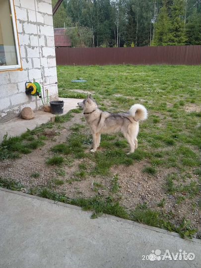 Хаски мальчик