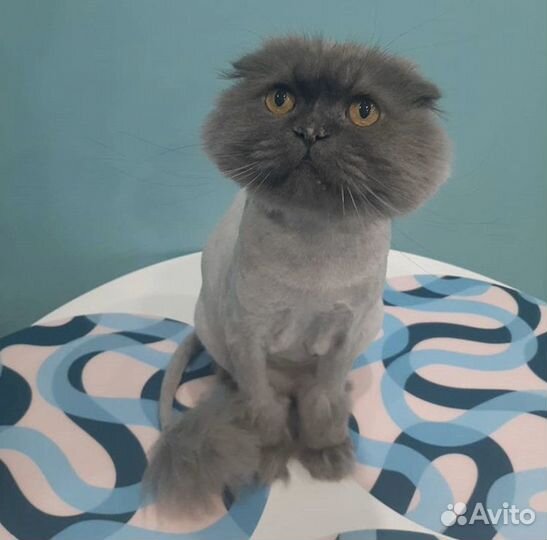 Стрижка собак и кошек