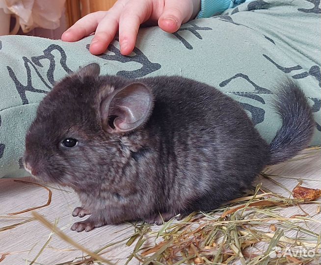 Шиншиллы малыши из домашнего питомника
