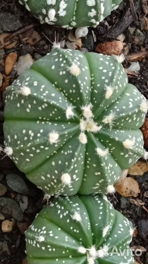 Astrophytum hybr. - cultivars гибриды и культивары