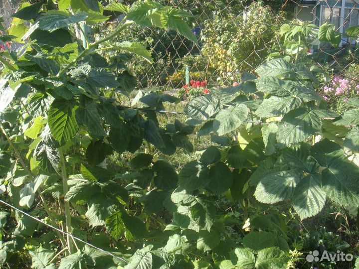 Саженцы малины