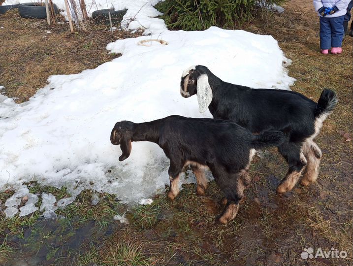 Нубийские козы