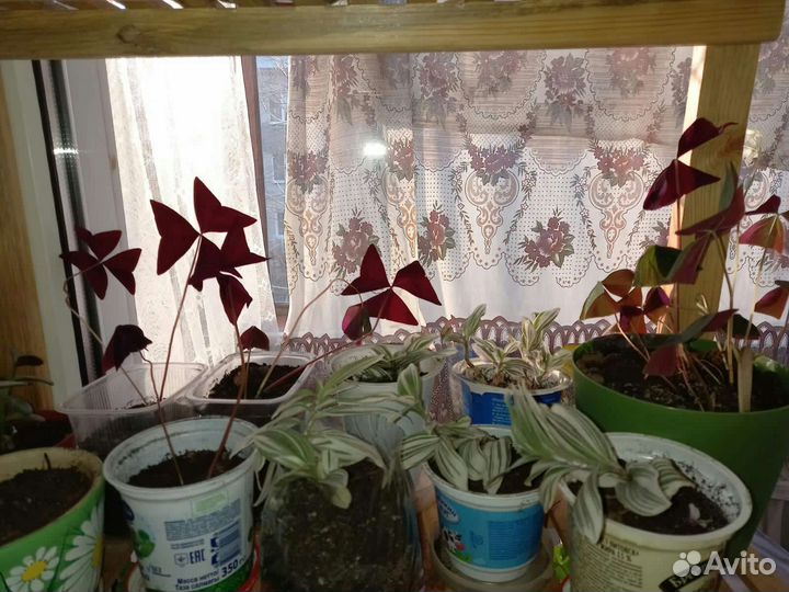 Продам цветы комнатные