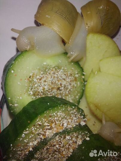 Улитки ахатины