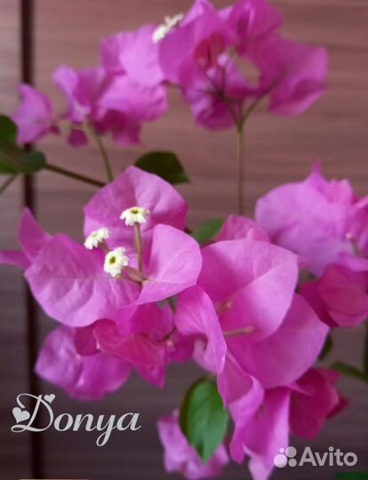 Бугенвиллия Donya