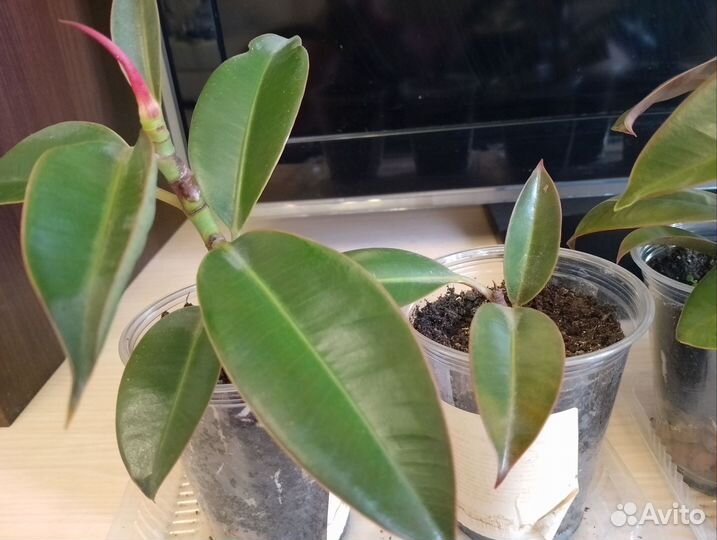 Фикус Эластика Мелани