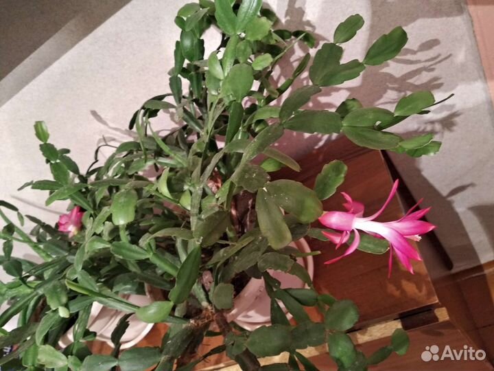 Цветок декабрист