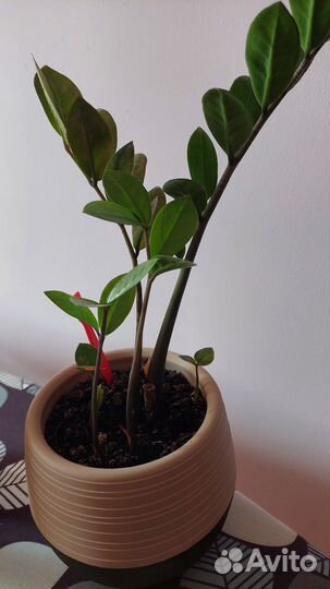 Доллоровое дерево