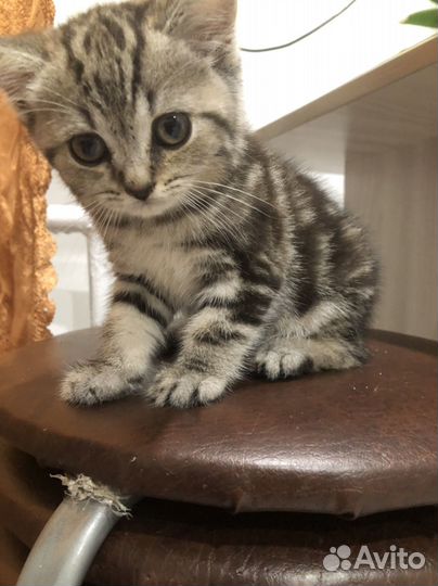 Кошка британка