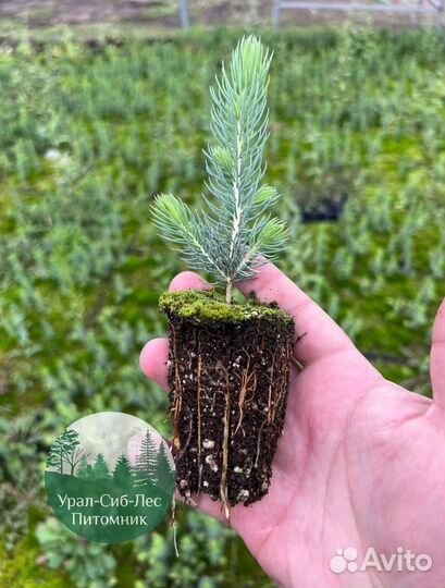 Сеянцы зкс Сосна Ель Лиственница окс Голуб Горн