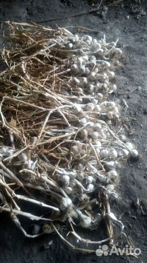 Чеснок на посадку