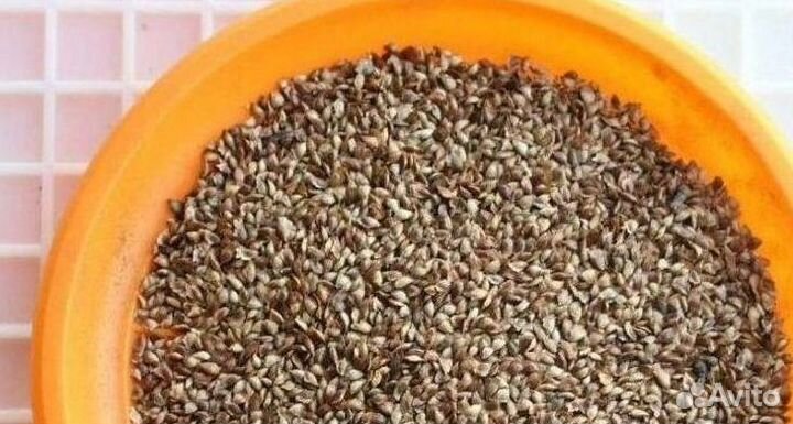 Семена / Сосна обыкновенная