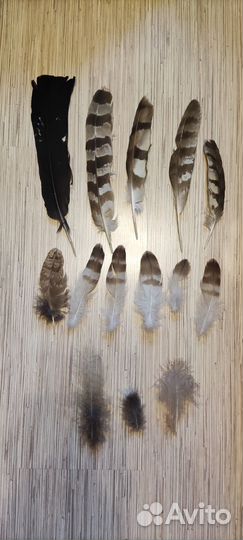 Перья диких птиц