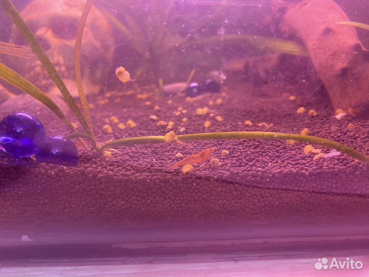 Аквариумные креветки