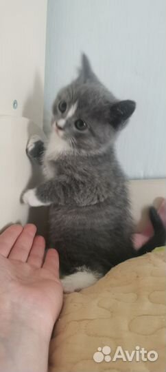 Котята от Шотландки