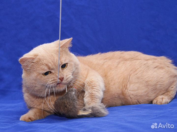 Отдам в добрые руки