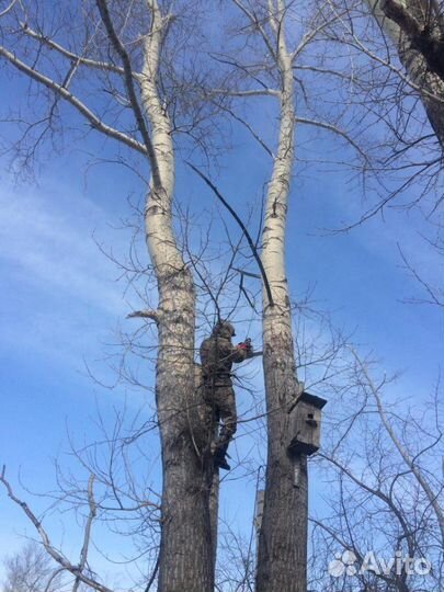 Спил деревьев