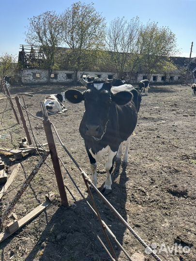 Коровы, телочки и бычки