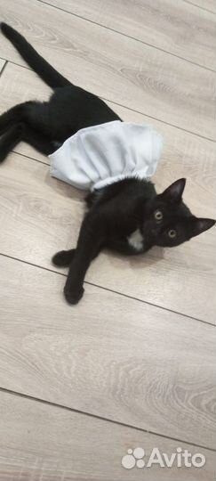 Отдам в добрые руки котят