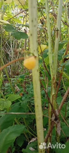 Саженцы желтой малины