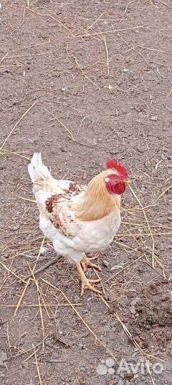 Петушки Ломан Браун