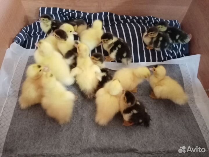 Мускусные индоутята