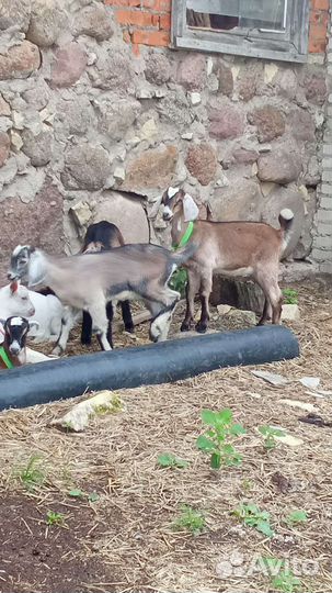 Козочки различные