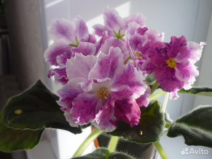 Продам фиалки.стрептокарпусы.ахименесы.бегонии