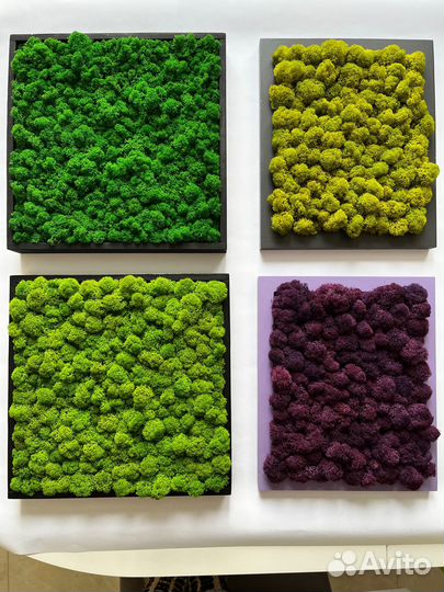 Картина из стабилизированного мха