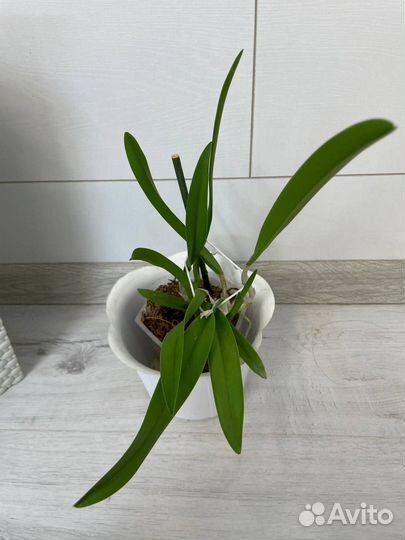 Орхидея каттлея