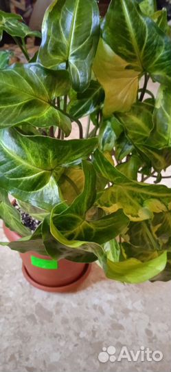 Сингониум imperial white